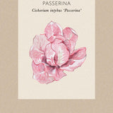 Rosensallat, Radicchio 'Rosa Del Veneto 'Passerina'