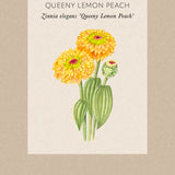 Zinnia 'Queeny Lemon Peach'