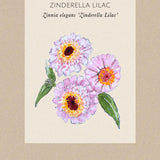 Zinnia 'Zinderella Lilac'