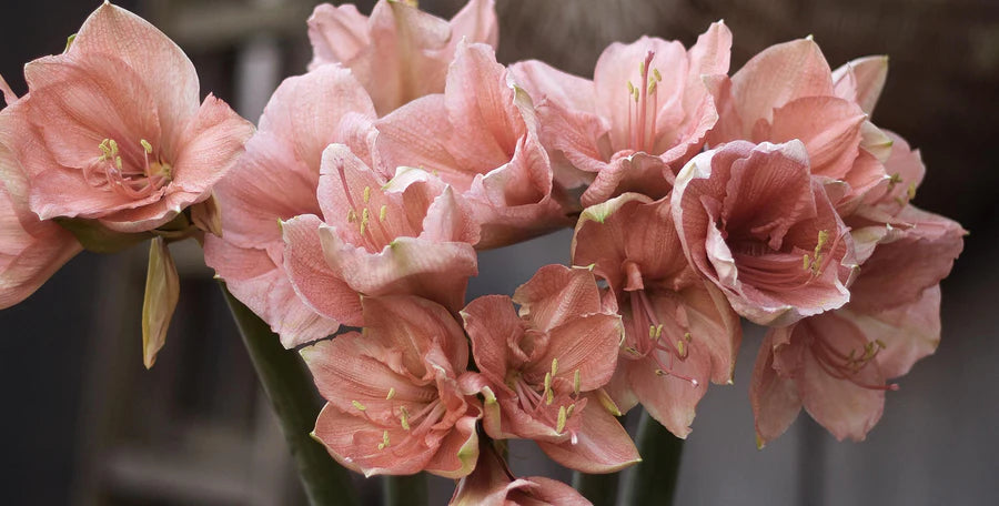 Amaryllis flowers in bloom