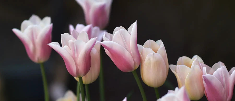 Lifespan of Tulips and Other Spring Flowering Bulbs