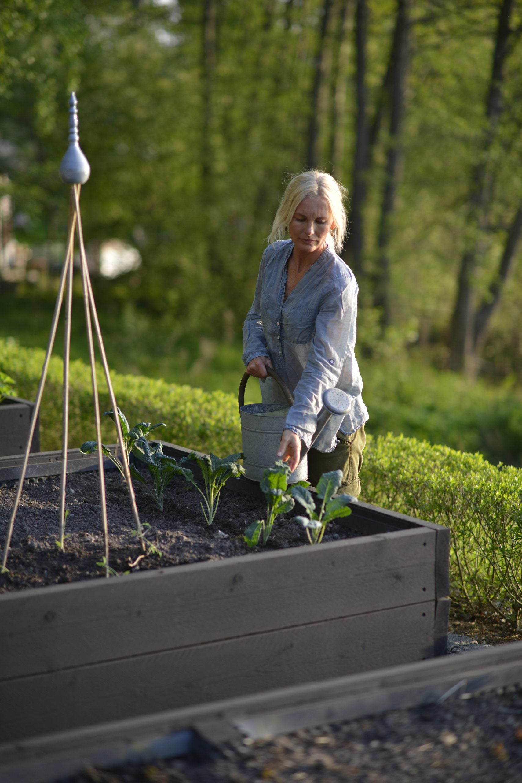 Growing Salad from Seeds: A Beginner's Guide