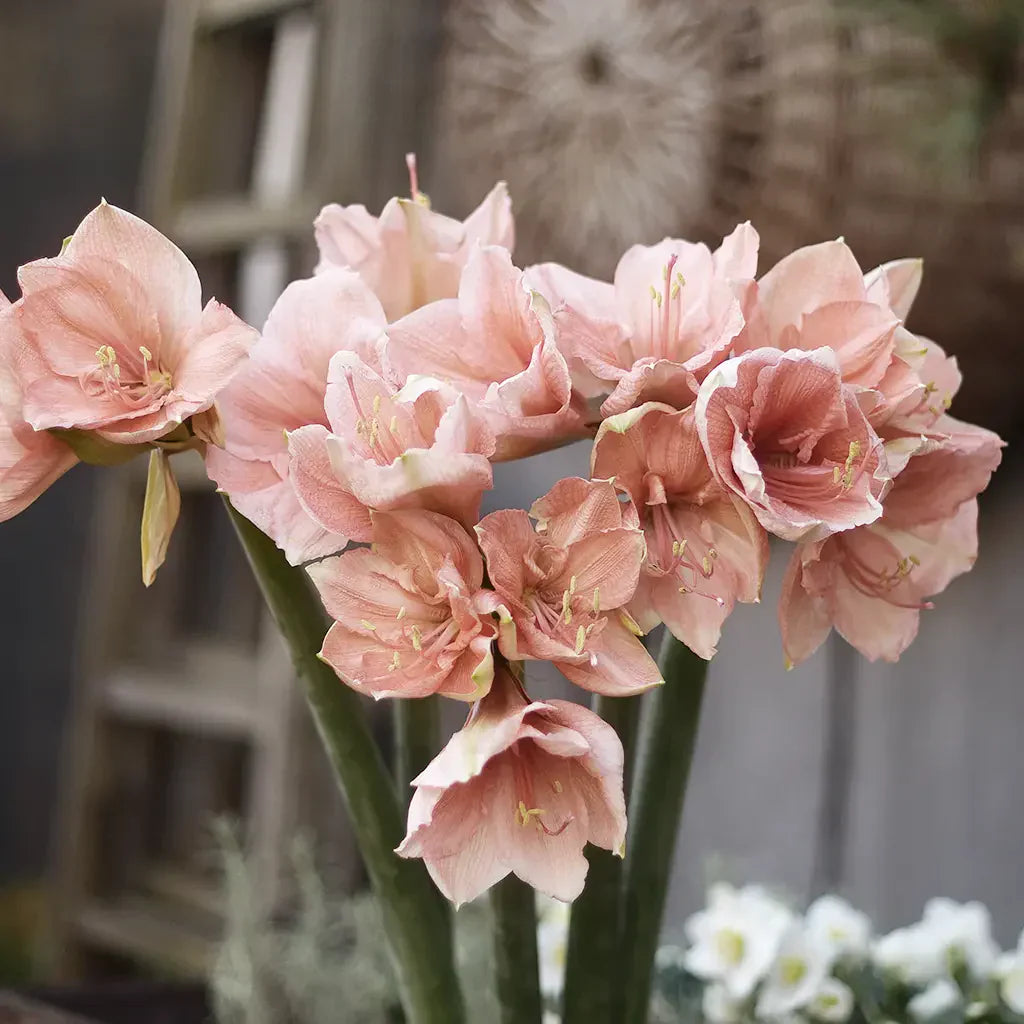 Amaryllis in pink