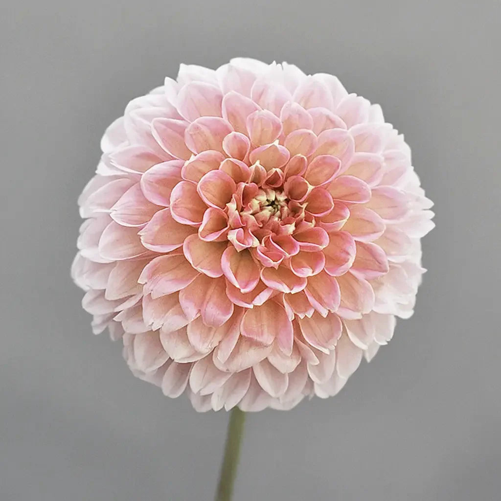 Planting and growing dahlias in your garden