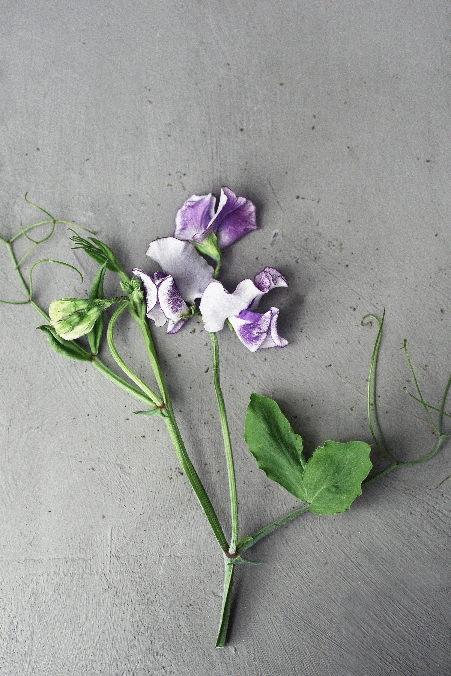 Grow Sweet Pea