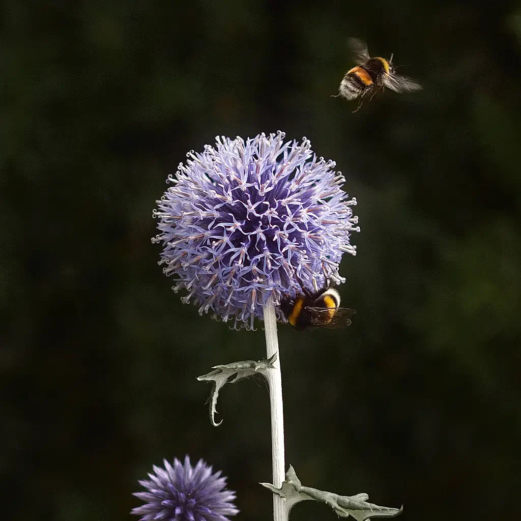 Other flower seeds