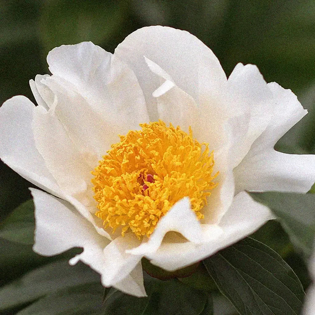 White peony with yellow centre in close-up