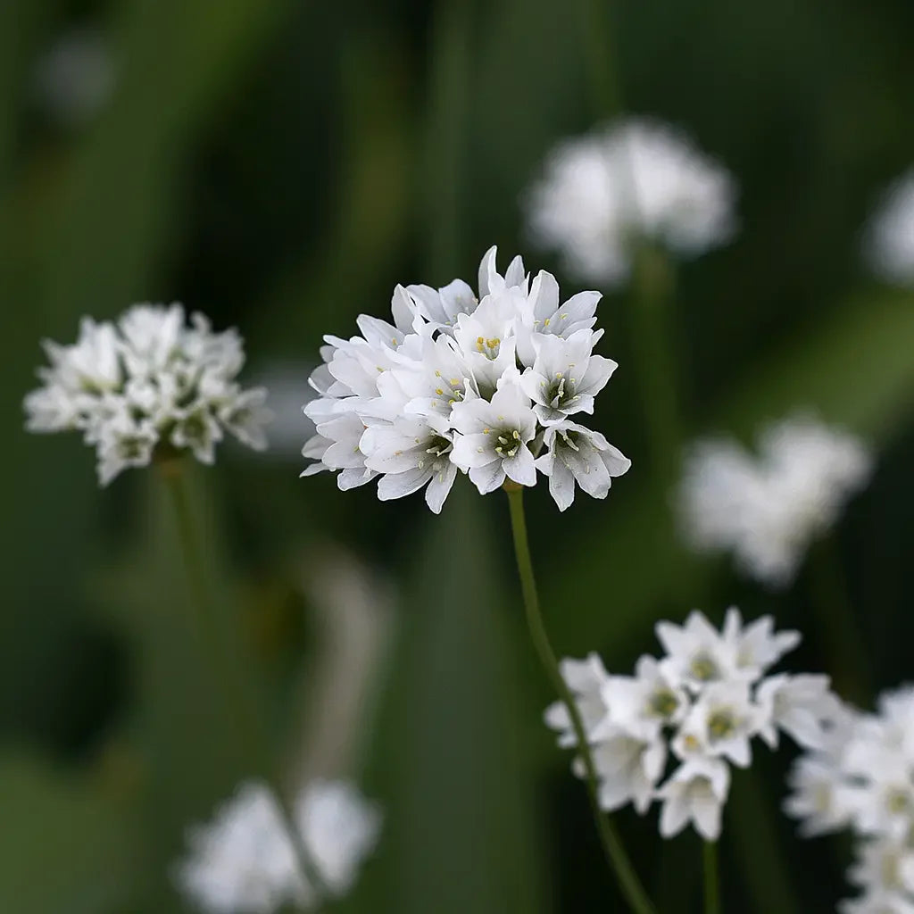 Ornamental onions