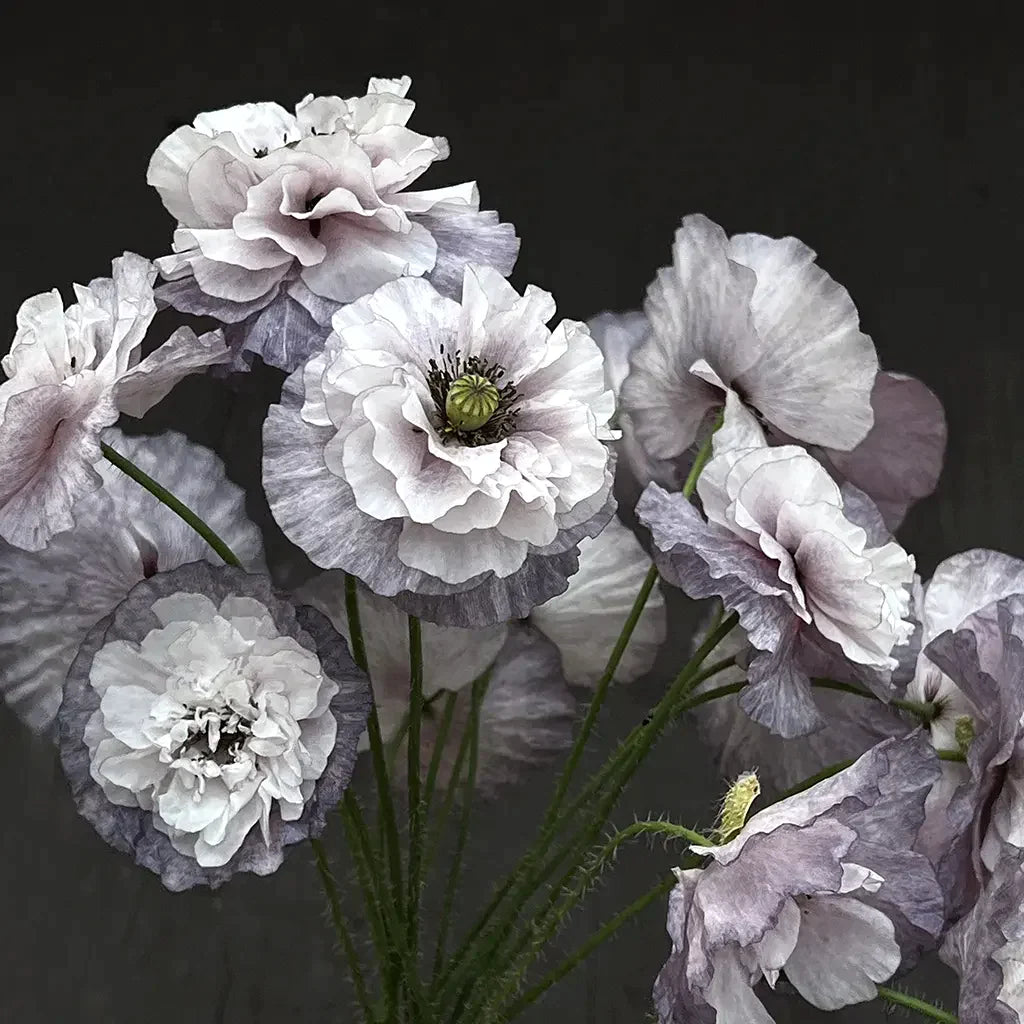A collection of poppies in shades of grey and purple