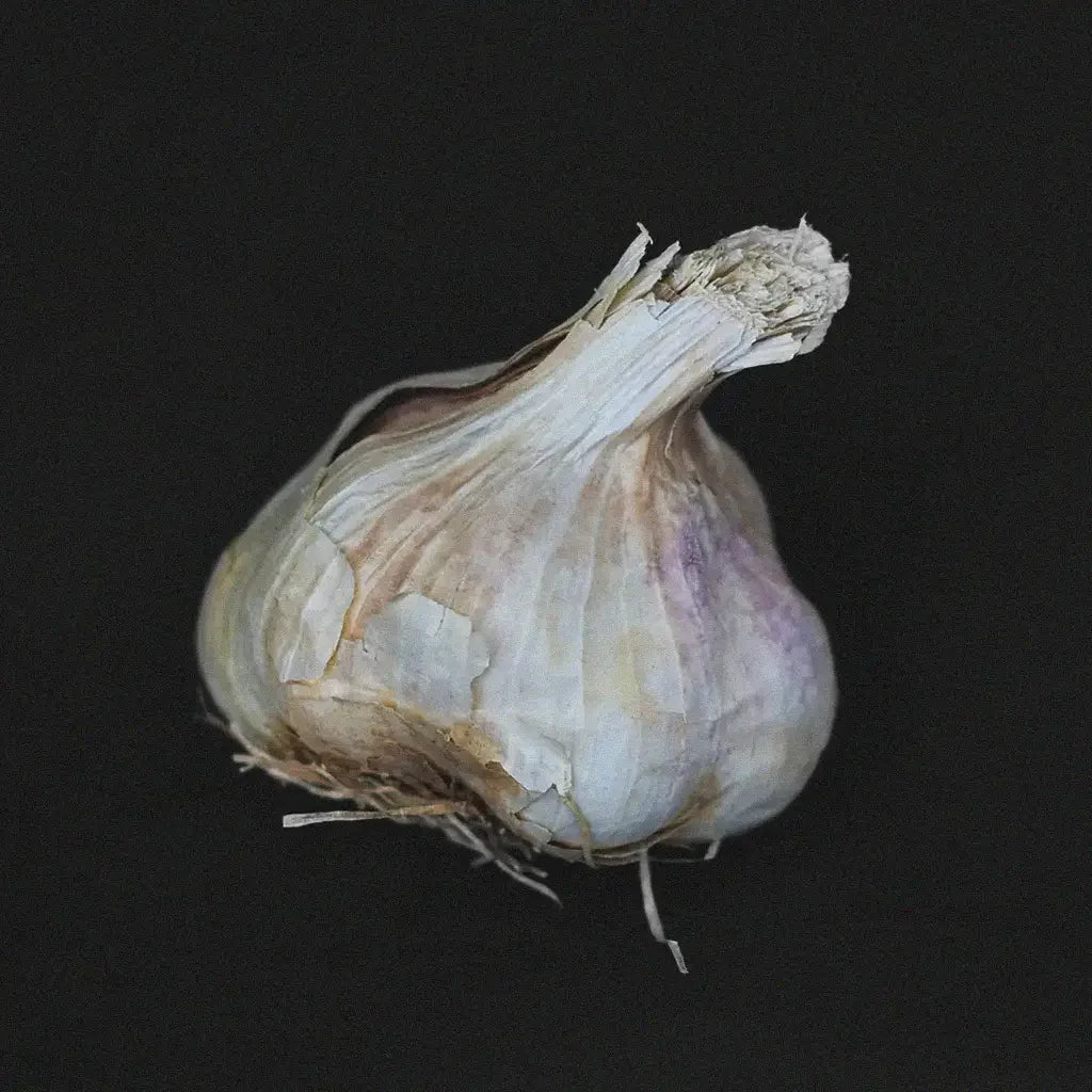 Garlic