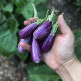 Aubergine 'Fairy Tale'