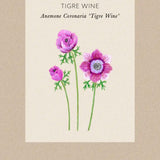 Anemone 'Tigre Wine'