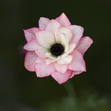 Anemone 'Edge Rosa'