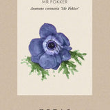 Anemone 'Mr Fokker'