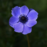 Anemone 'Mr Fokker'