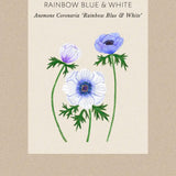 Anemone 'Rainbow Blue & White'