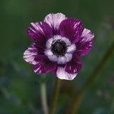 Anemone 'Tigre Wine'