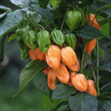 Chilli pepper 'Habanero Golden'