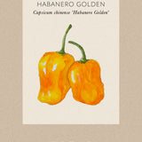 Chilli pepper 'Habanero Golden'