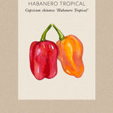 Chilli pepper 'Habanero Tropical'