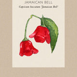 Chili Pepper 'Jamaican Bell'