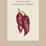 Chili Pepper 'Naga Black'