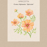 Cosmos 'Apricotta'