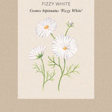 Cosmos 'Fizzy White'