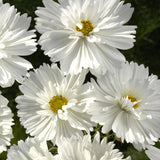 Cosmos 'Fizzy White'