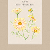 Cosmos 'Kiiro'