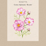 Cosmos 'Rosetta'