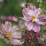 Cosmos 'Rosetta'