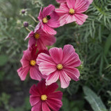 Cosmos 'Xsenia'