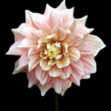 Dahlia 'Break Out'