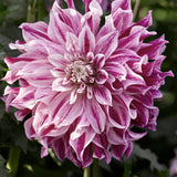 Dahlia 'Bristol Stripe'