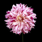 Dahlia 'Bristol Stripe'