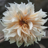 Dahlia 'Café au Lait'