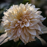 Dahlia 'Café au Lait'