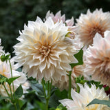 Dahlia 'Café au Lait'