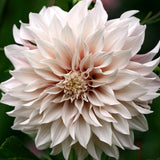 Dahlia 'Café au Lait'