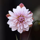 Dahlia 'Caribbean Fantasy'