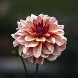 Dahlia 'Crème de Cognac'