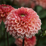 Dahlia 'Daisy Duke'