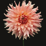 Dahlia 'Fairway Spur'