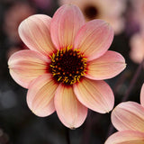 Dahlia 'HS Kiss'