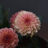 Dahlia 'Linda's Baby'