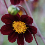 Dahlia 'Mexican Star'