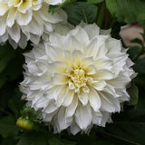 Dahlia 'Myama Fubuki'