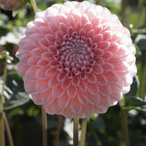 Dahlia 'Nathalie G'