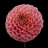 Dahlia 'Nathalie G'